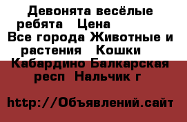 Девонята весёлые ребята › Цена ­ 25 000 - Все города Животные и растения » Кошки   . Кабардино-Балкарская респ.,Нальчик г.